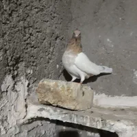 کفتر کله هفت رنگ زرد کبوتر گرفتنی