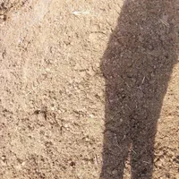 کود حیوانی گوسفندی(پهن)|خدمات باغبانی و درختکاری|تبریز, |دیوار