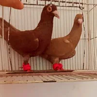 کبوتر سرخ زرد|پرنده|مشهد, کوی دروی|دیوار
