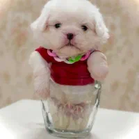 توله سگ پشمالو (پودل کراس) سایز جیبی|سگ|مشهد, کارمندان دوم|دیوار