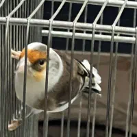 فروش سره قناری قرص دهن لر( سفید ابلق )