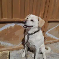 پاپی استرالیایی باقیمت توافقی