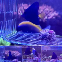 جراح ماهی دم زرد ابشور ردسی