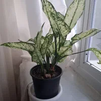 گل اگلونماسفید