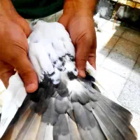 کبوتر رنگی|پرنده|بندر امام خمینی, |دیوار