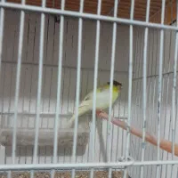 سه عددقناری