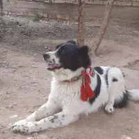 سگ قدریجونی