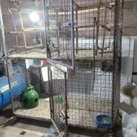 یک عدد قفس دوطبقه|لوازم جانبی حیوانات|شهریار, شهرک بهاران (ویره)|دیوار