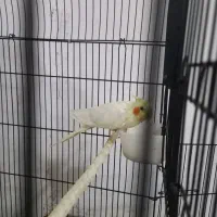 عروس هلندی سخنگو|پرنده|اطاقور, |دیوار