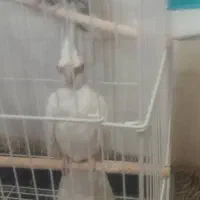 جفت عروس هلندی کارداده|پرنده|شیراز, فضلآباد|دیوار