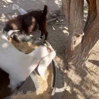 بزو تروشت|حیوانات مزرعه|خاش, |دیوار