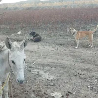 الاغ گوسفند ی