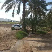 باغ وزمین لب اتوبان دالکی برازجان|فروش زمین و ملک کلنگی|برازجان, |دیوار