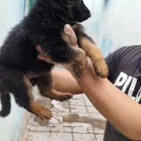 ۵ تا سگ خارجی ژرمن شپرد از بزرگ تا کوچیک|سگ|تهران, لویزان|دیوار