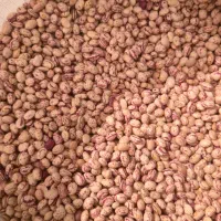 لوبیا چیتی لوکس|خوردنی و آشامیدنی|شیراز, معالی‌آباد|دیوار