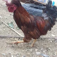 فروش خروس کاکلی