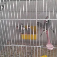 فروش تعدادی فنج نرگسی مولد سالن|پرنده|فولادشهر, مسکن مهر فولادشهر|دیوار