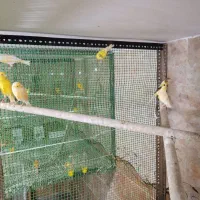 قناری های سالن|پرنده|قیدار, |دیوار