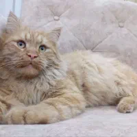 گربه مین کوون نر گارفیلد زیبا