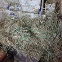 گیاه|گل و گیاه طبیعی|میناب, |دیوار