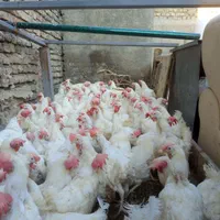 مرغ سفید تخمی چاق