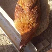 4عدد خروس|حیوانات مزرعه|سرپل ذهاب, |دیوار