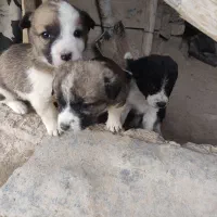 پاکوتاه|سگ|نیشابور, ماروسک|دیوار