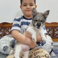 سگ پامر. میکس. عروسکی. واکسن خورده