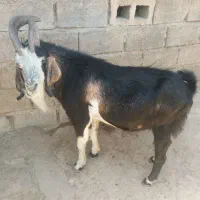 یه راس پازن