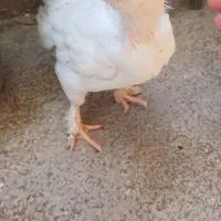 جوجه سلطان