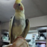 عروس هلندی نر و ماده