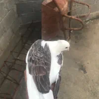 پرنده کبوتر