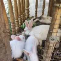 بچه خرگوش خوشکل|موش و خرگوش|خمینی‌شهر, |دیوار