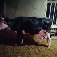 گاو|حیوانات مزرعه|چگنی, |دیوار