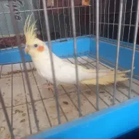 عروس نر جوان شش ماهه کشیده و زیبا|پرنده|فردیس, سرحدی|دیوار