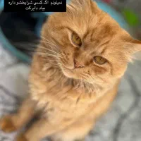 واگذاری پرشین دال فیس