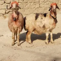 میش داشتی|حیوانات مزرعه|مسجد سلیمان, |دیوار