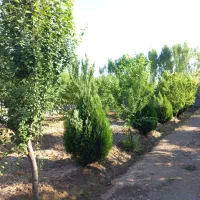 ۷۵۰ متر باغچه چهاردیواری قاسم آبادتهرانچی