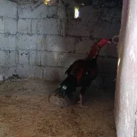 خروس لاری نوک طوطی|پرنده|سیاهکل, |دیوار