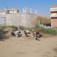 خروس لاری|حیوانات مزرعه|ننور, |دیوار