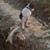 سگ شکاری|سگ|ماسال, |دیوار