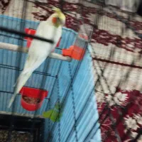 عروس هلندی جفت|پرنده|مشهد, شهید علی محمدی|دیوار