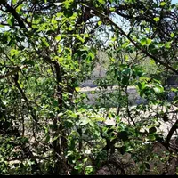 باغ ویلادراسکو|فروش زمین و ملک کلنگی|سهند, |دیوار