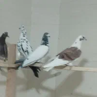 کفتر ی جای|پرنده|شهریار, شهرک امیریه|دیوار