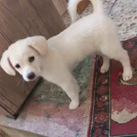 واگذاری سگ|سگ|آباده, |دیوار