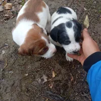 توله پاکوتاه