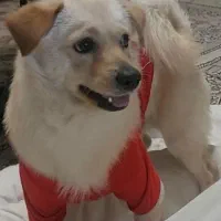 سگ پامر اشپیتز