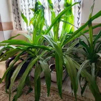 گل آپارتمانی اشک ملکه  وگندمی بزرگ