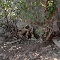 سگ نگهبان