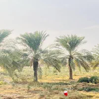 بندرعباس و درختان زیبای نخل|خدمات باغبانی و درختکاری|بندرعباس, |دیوار